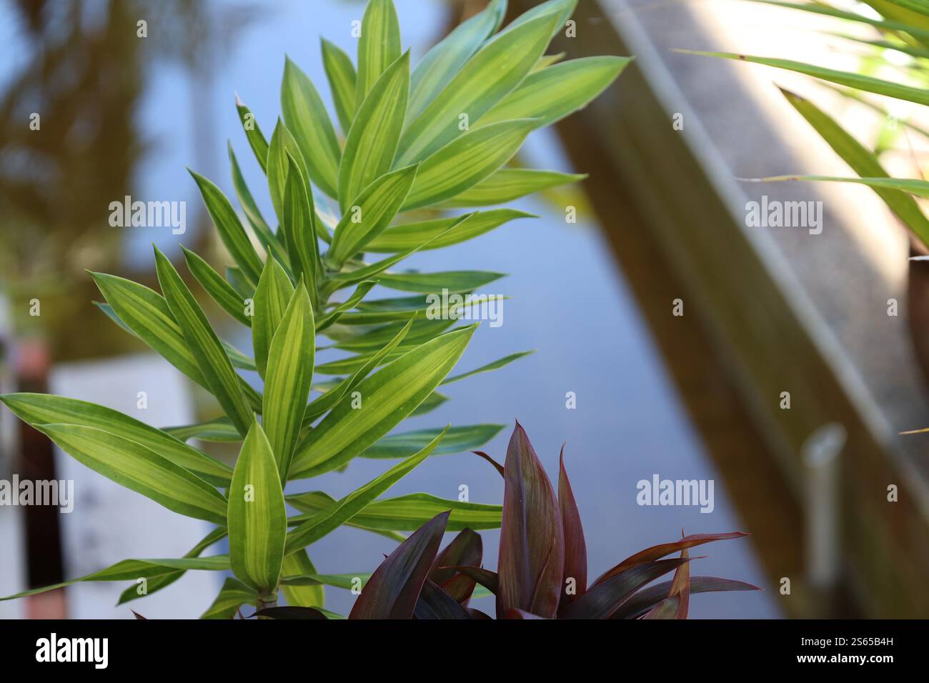 gros plan macro plante avec des feuilles rouges bordeaux plante avec des bords de feuilles vert pâle avec vert foncé Banque D'Images