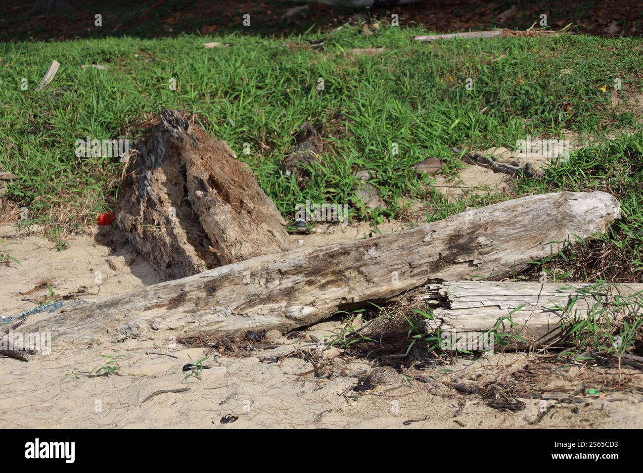 divers morceaux de bois flotté coulent à terre sur la plage de sable et le rivage herbeux Banque D'Images
