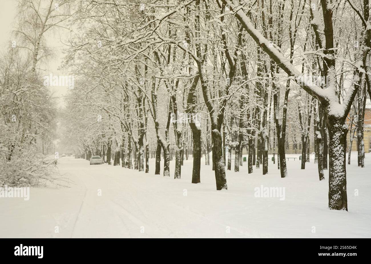 Paysage hivernal dans un parc couvert de neige après une forte chute de neige humide. Une épaisse couche de neige se trouve sur les branches des arbres Banque D'Images Paysage hivernal dans un parc couvert de neige après une forte chute de neige humide. Une épaisse couche de neige se trouve sur les branches des arbres Banque D'Images