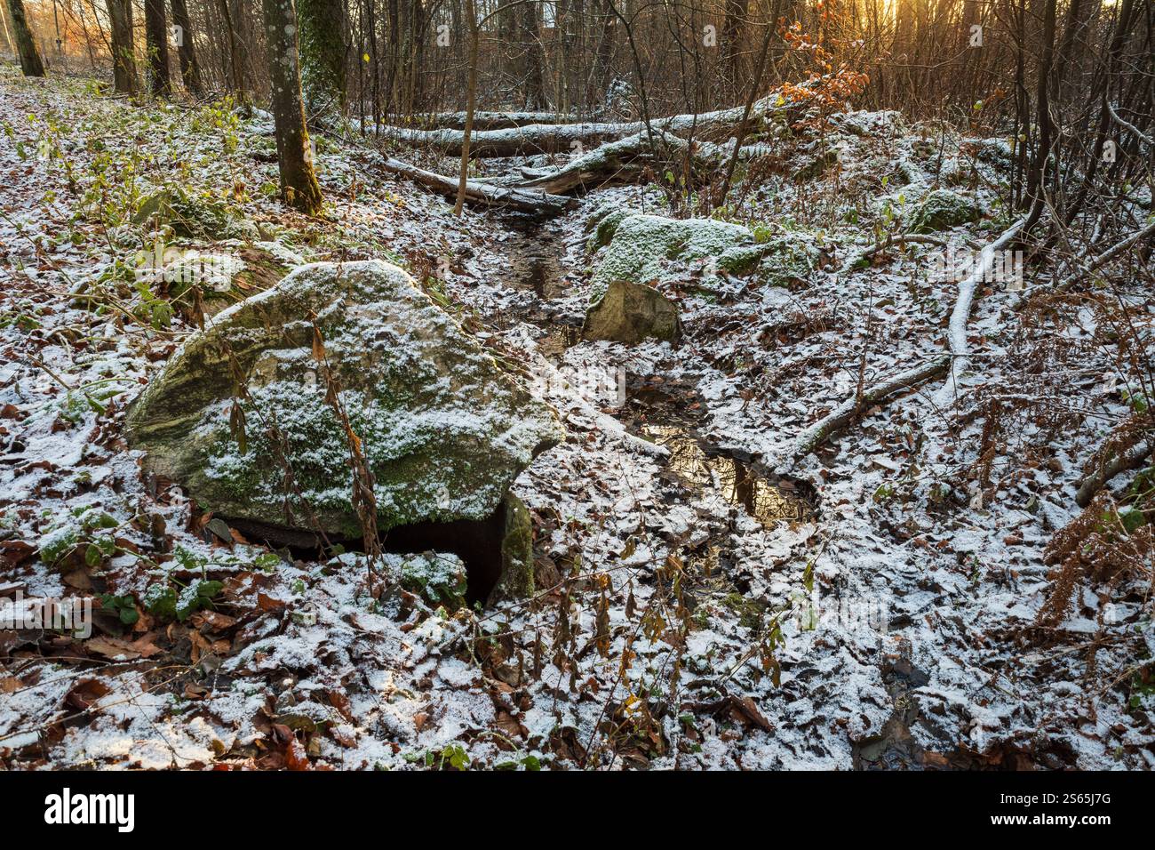 Scène hivernale sereine en Suède avec un sol forestier enneigé, de la pierre couverte de mousse et un petit ruisseau Banque D'Images