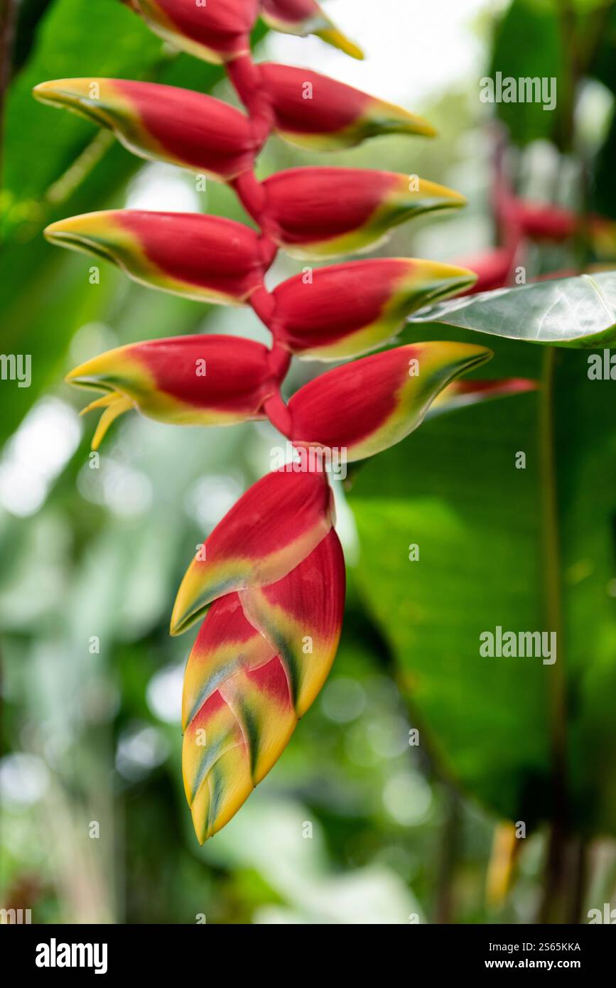 Heliconia rostrata, griffe de homard suspendue ou faux oiseau de paradis Banque D'Images Heliconia rostrata, griffe de homard suspendue ou faux oiseau de paradis Banque D'Images