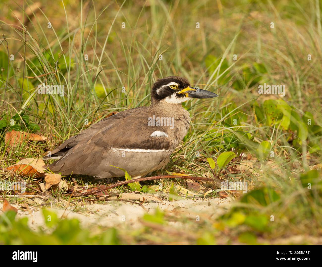 Le courlis de pierre de plage (Esacus magnirostris) est un grand oiseau vivant au sol qu'il niche dans le sable, pondant un œuf par saison juste au-dessus de la ligne de marée haute. Banque D'Images