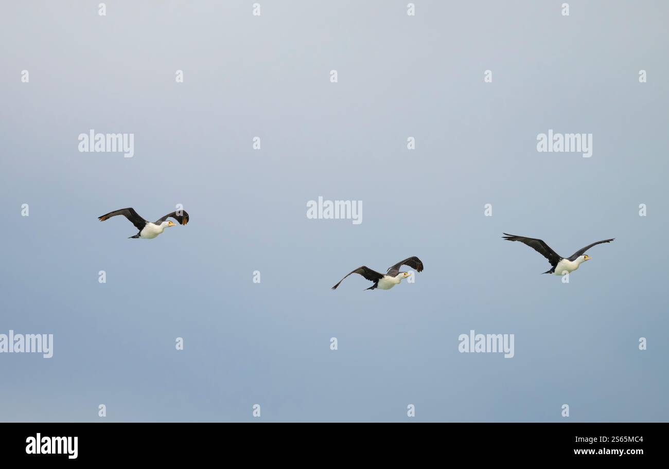 Les oiseaux cormorans (Phalacrocorax varius) en vol sont un grand oiseau noir et blanc avec un long bec crochu et des pattes et pieds noirs. backg isolé Banque D'Images