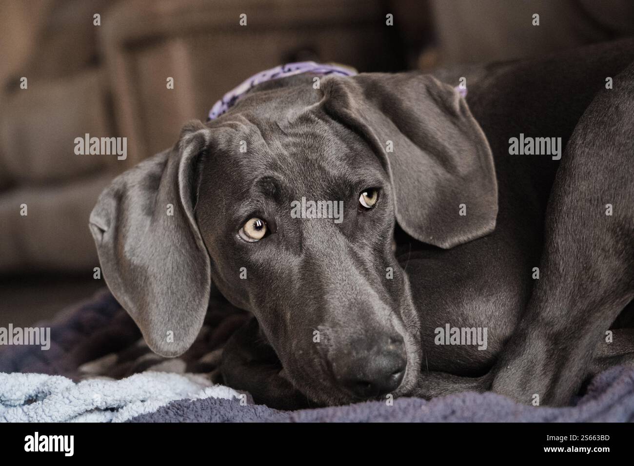Chiot femelle Weimaraner bleu de six mois au repos Banque D'Images