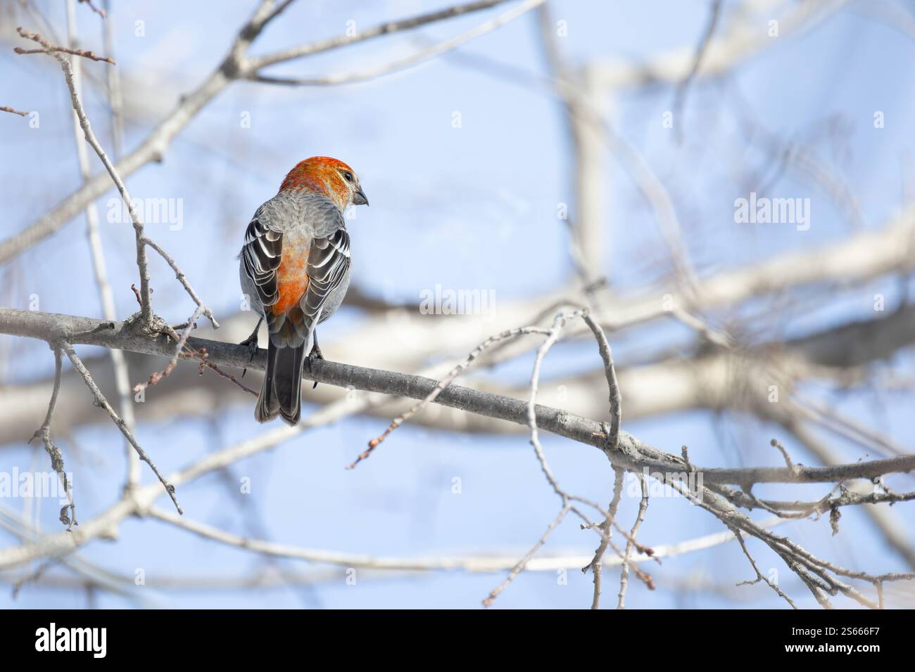 Pin Grosbeak (Pinicola enucleator) perché sur une branche givrée, ses plumes oranges brillent sur la toile de fond hivernale enneigée. Banque D'Images