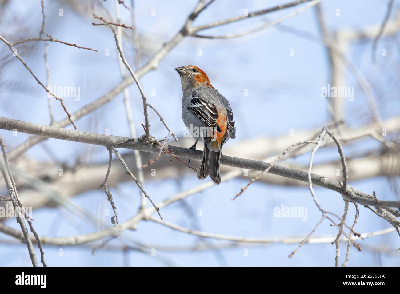 Pin Grosbeak (Pinicola enucleator) perché sur une branche givrée, ses plumes oranges brillent sur la toile de fond hivernale enneigée. Banque D'Images