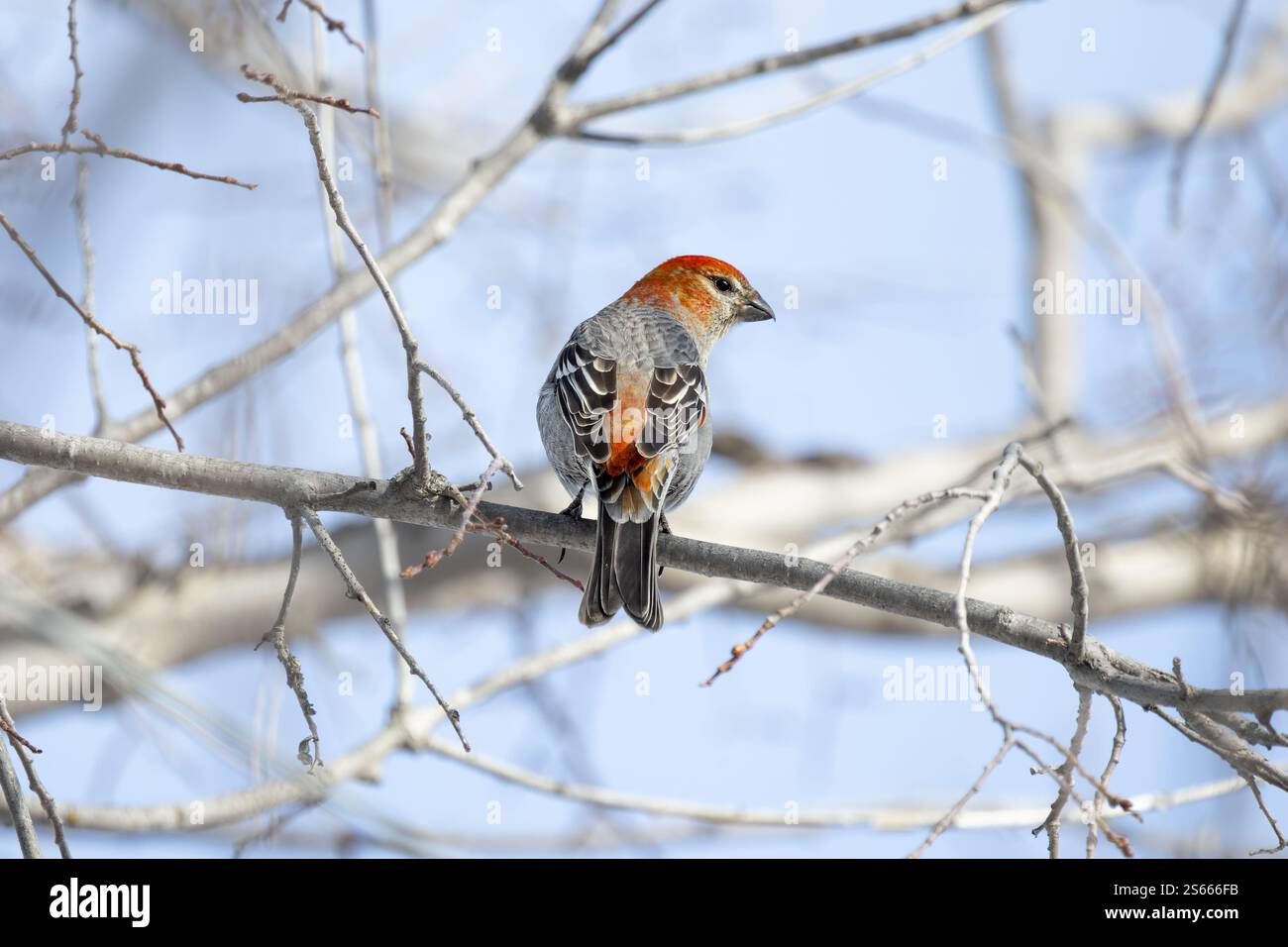 Pin Grosbeak (Pinicola enucleator) perché sur une branche givrée, ses plumes oranges brillent sur la toile de fond hivernale enneigée. Banque D'Images