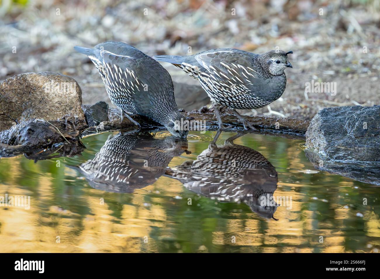 Deux femelles California Quail (Callipepla californica) profitant d'un verre dans un étang de jardin extérieur leurs reflets reflétés dans la lumière brillante du matin Banque D'Images