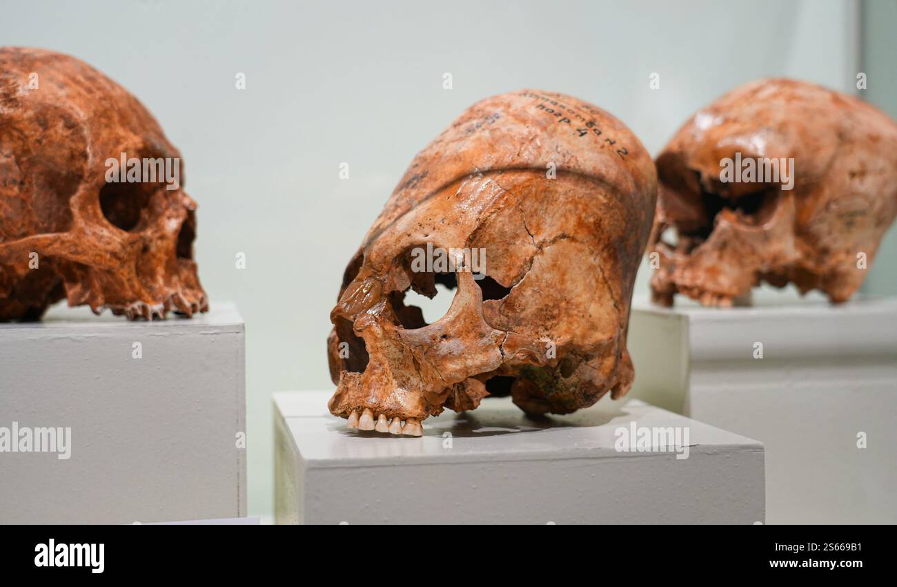 Crâne humain étiré exposé au Musée Afrasiab à Samarcande, Ouzbékistan Banque D'Images