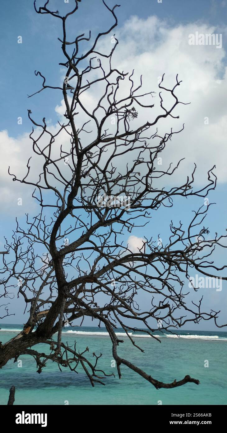 Dead Tree à Beachside Banque D'Images