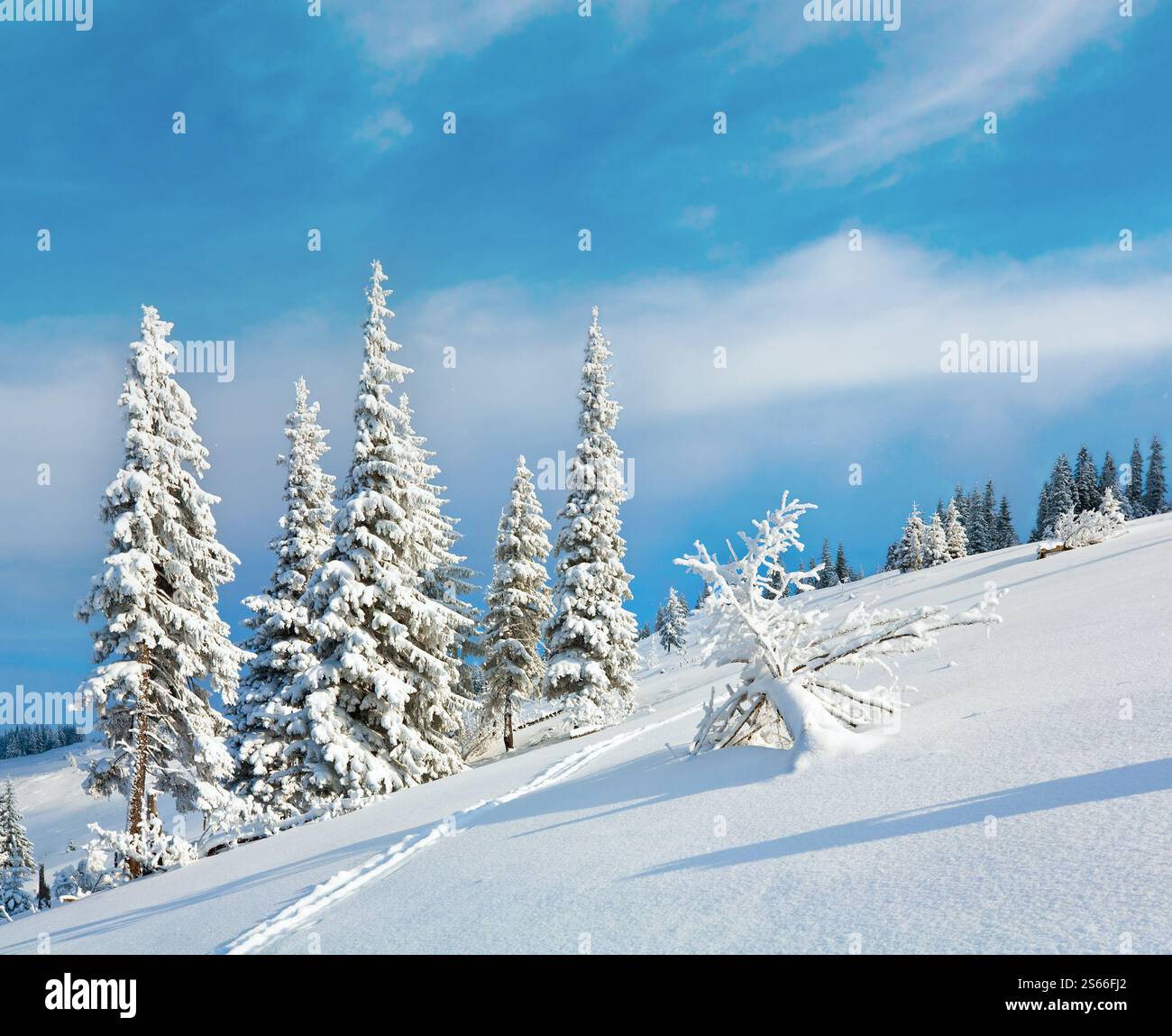 Rime d'hiver et sapins couverts de neige à flanc de montagne sur fond de ciel Banque D'Images Rime d'hiver et sapins couverts de neige à flanc de montagne sur fond de ciel Banque D'Images