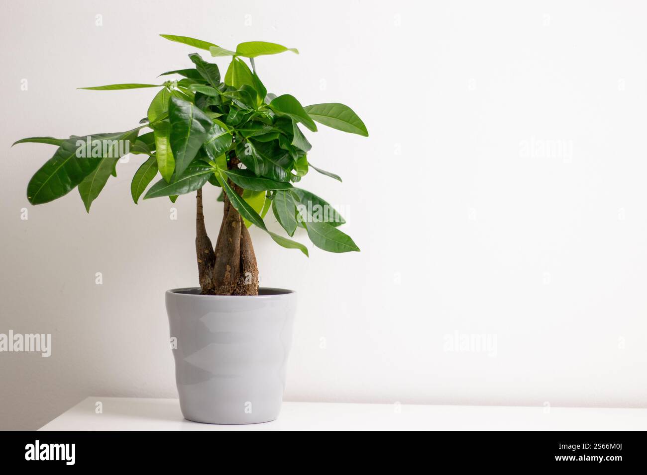 Une plante Pachira aquatica poussant dans un pot gris debout sur une table de commode blanche dans une pièce à la maison Banque D'Images