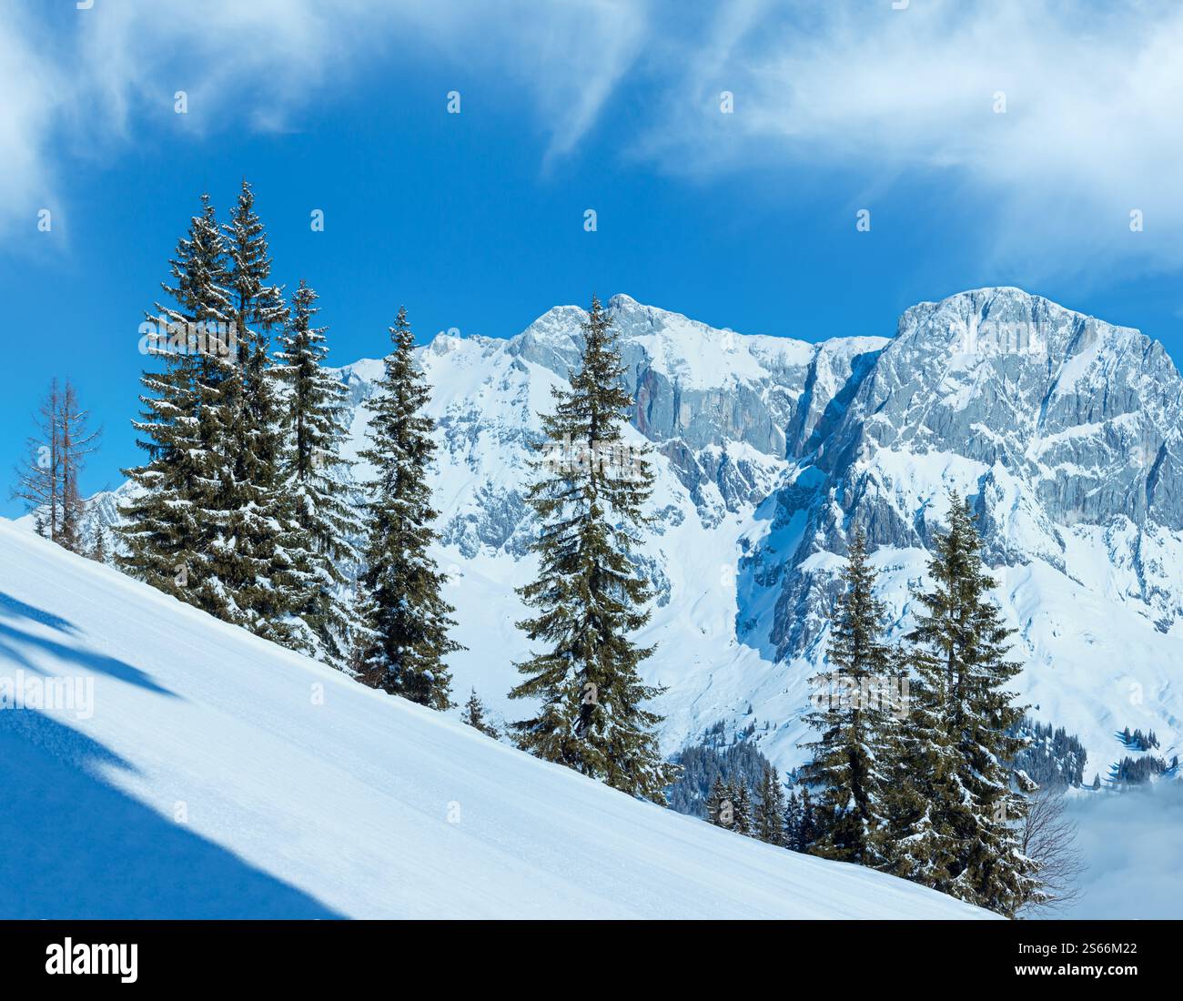Hiver matin panorama de montagnes de sapins à l'avant (Hochkoenig région, Autriche) Banque D'Images