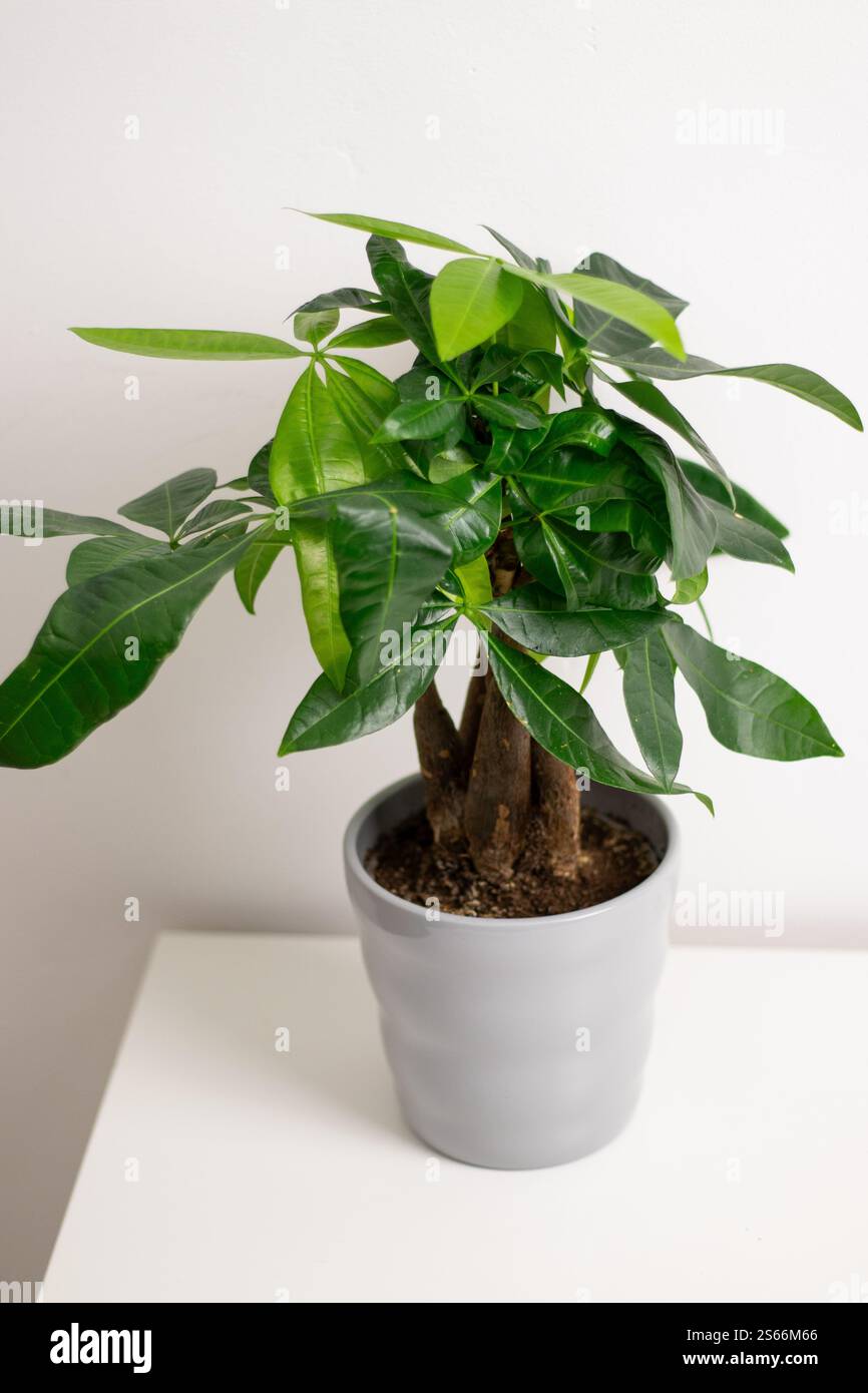 Une plante Pachira aquatica poussant dans un pot gris debout sur une table de commode blanche dans une pièce à la maison Banque D'Images