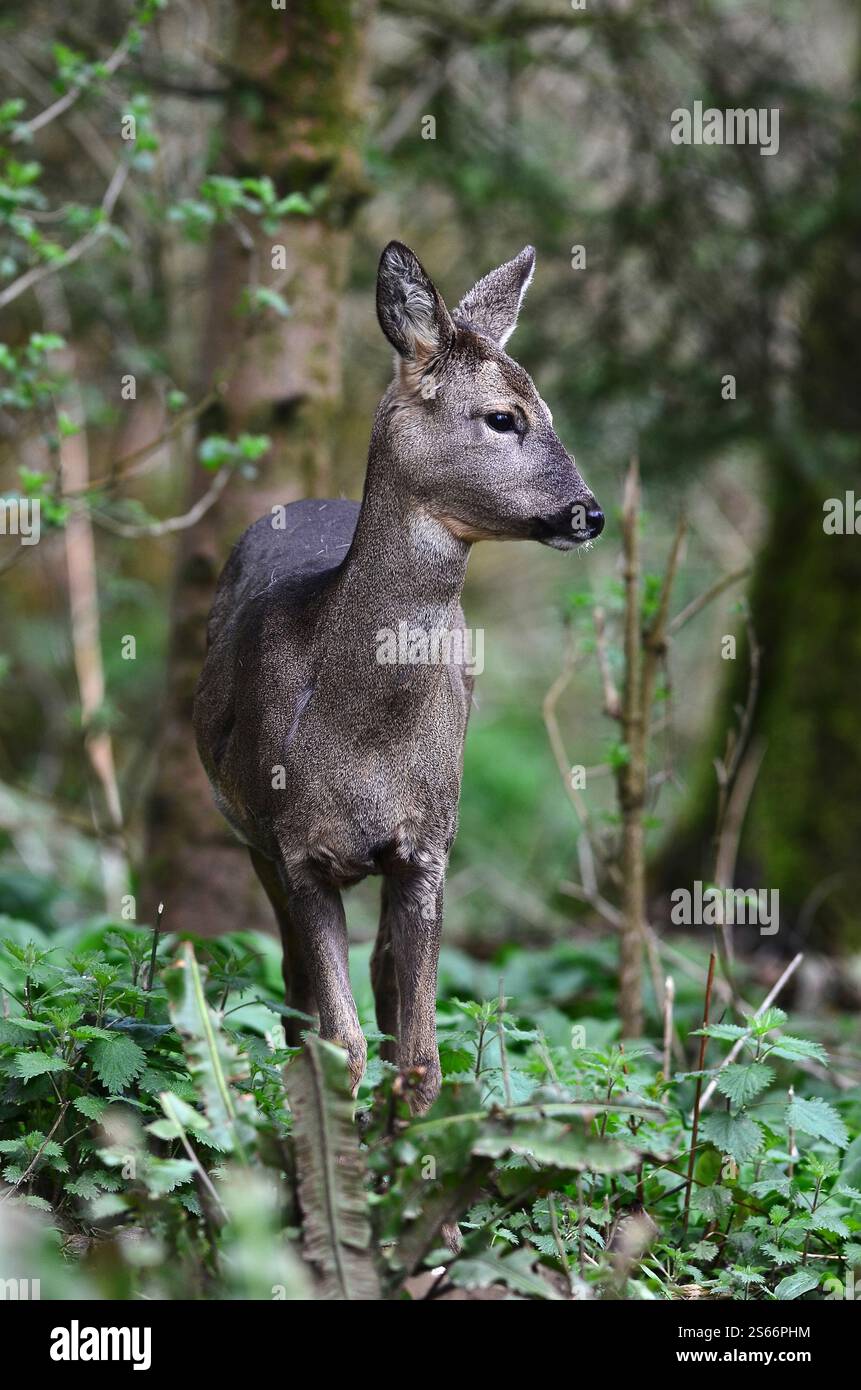 Recherche de cerfs de roe à la lumière du jour, Dorset, Royaume-Uni Banque D'Images