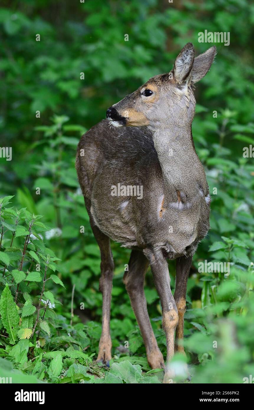 Recherche de cerfs de roe à la lumière du jour, Dorset, Royaume-Uni Banque D'Images
