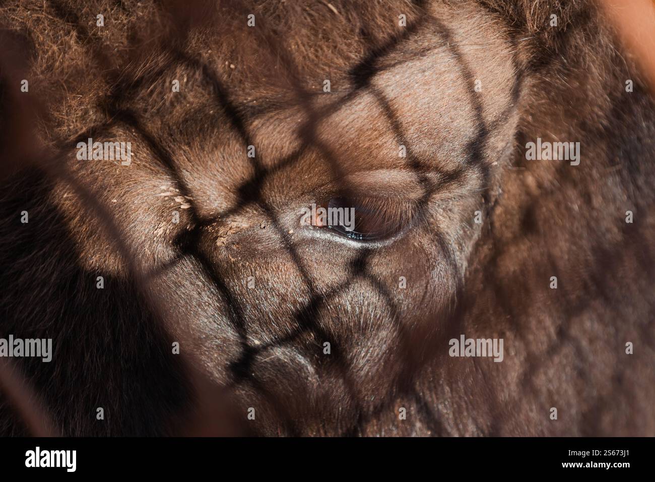 Gros plan. Le visage d'un bison. Les ombres des barres sont visibles sur son visage. La tristesse peut être lue dans les yeux du bison. Banque D'Images