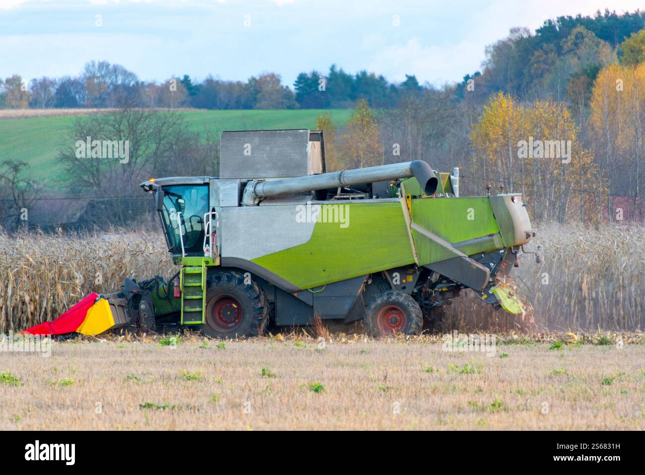 Récolte de maïs dans le champ Banque D'Images