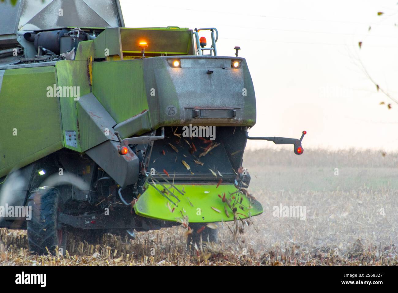 Récolte de maïs dans le champ Banque D'Images