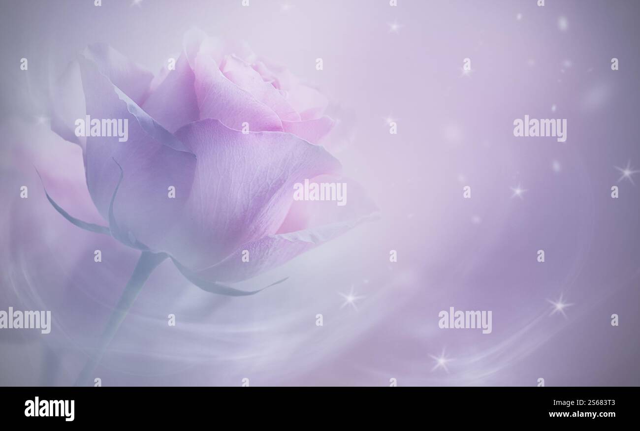 Fond abstrait de beauté rose macro dans des couleurs pastel. La rose est entourée d'une atmosphère floue et rêveuse, donnant l'impression d'une douceur Banque D'Images