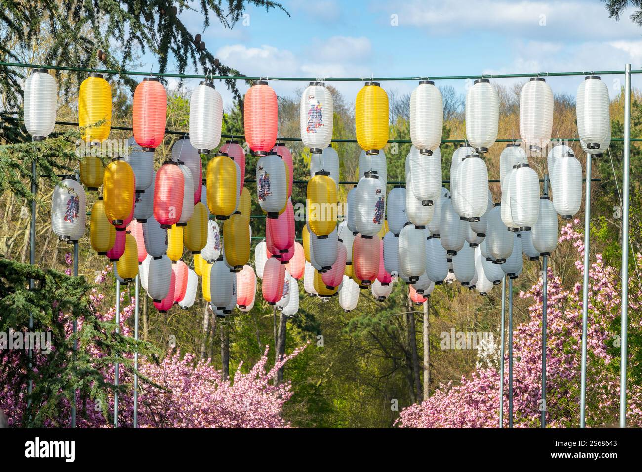Cerisier en fleurs, festival hanami au printemps avec des lanternes japonaises dans le Parc de Sceaux près de Paris France Banque D'Images