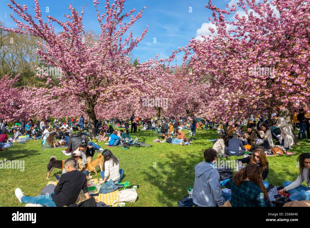 Les gens pique-niquent sous les cerisiers roses en pleine floraison, célébrant la fête hanami au printemps dans le Parc de Sceaux près de Paris France Banque D'Images