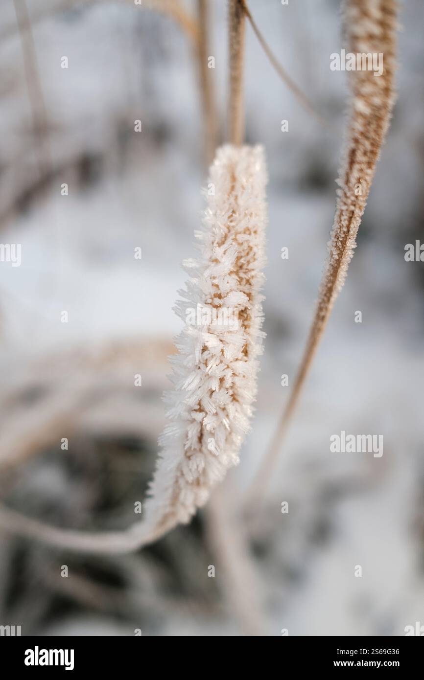 Brun d'automne mort Miscanthus sinensis 'Zebrinus' herbe zébrée recouverte de cristaux de glace Banque D'Images