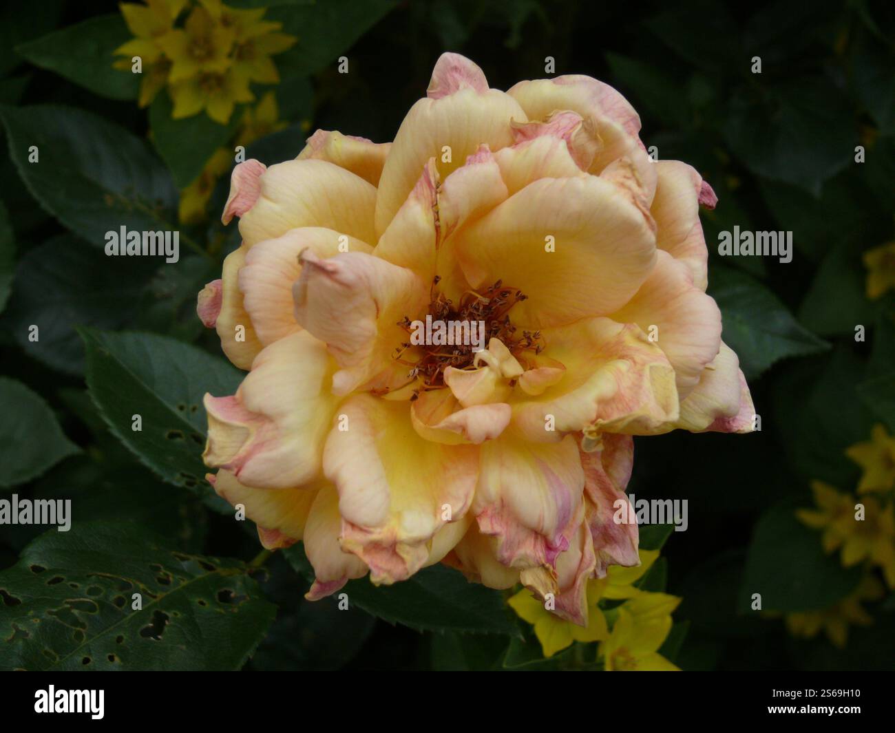 Gros plan d'un briar autrichien jaune légèrement passepoilé (rosa foetida Herrm.) Aussi connu sous le nom de rose jaune persan, le cuivre autrichien a rose parmi les pointillés Banque D'Images