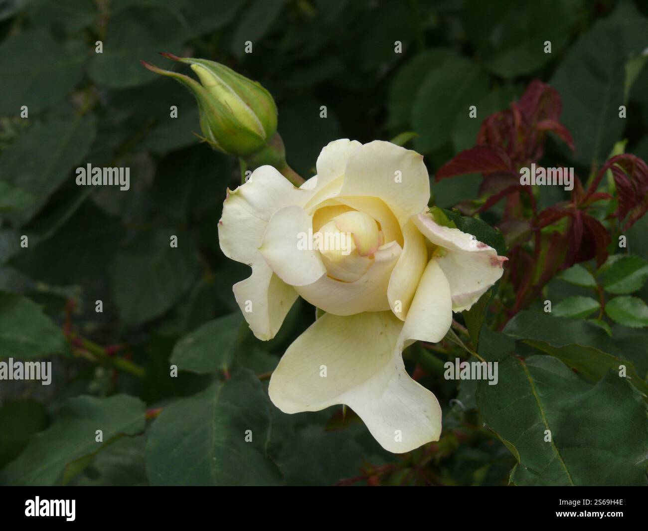 Gros plan d'une rose de chine blanche (rosa chinensis Jacq.) fleur et bourgeon parmi les feuilles Banque D'Images