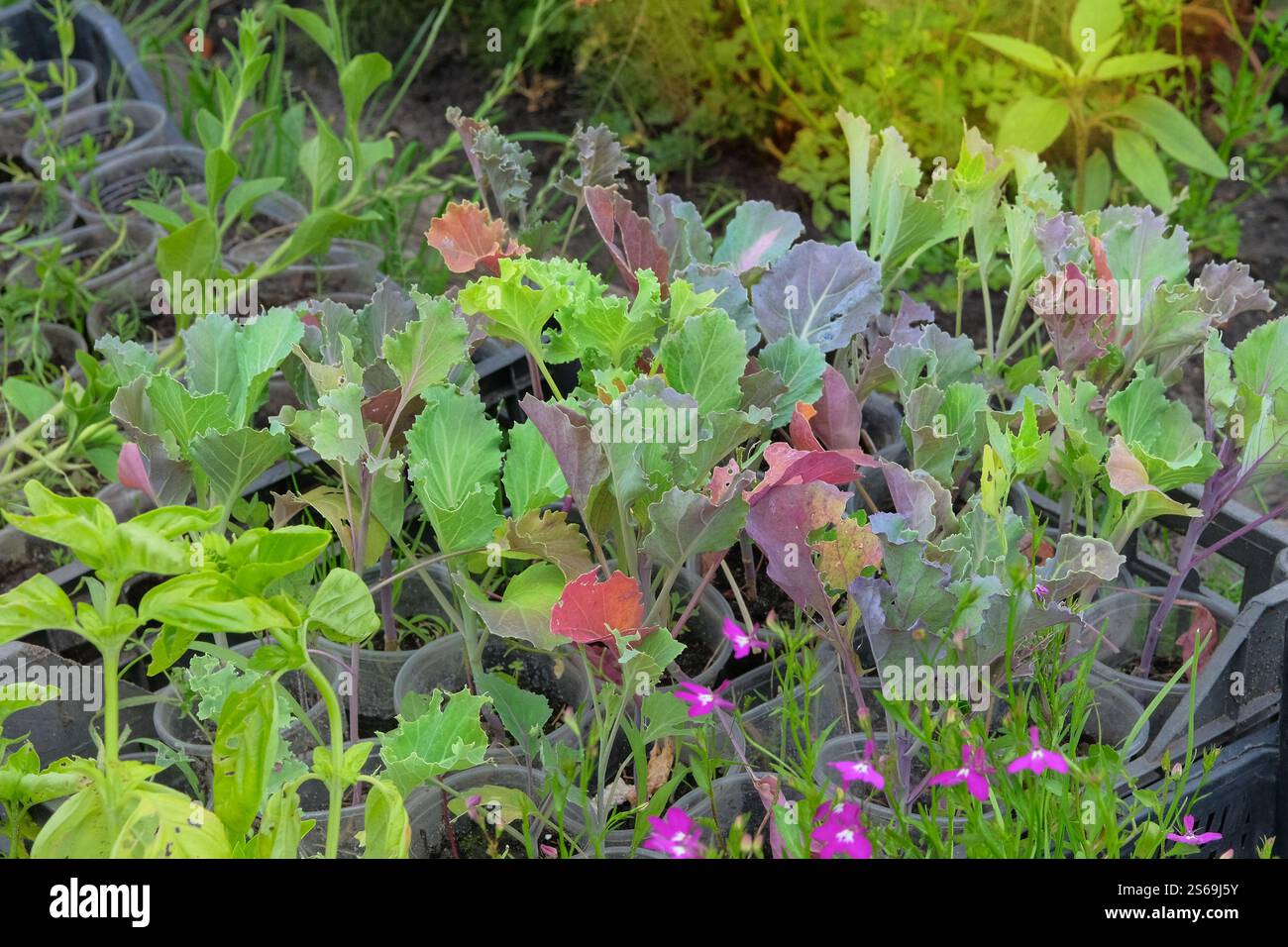 Les plants de chou et d'autres plantes sont préparés pour la plantation dans le jardin de la ferme. Campagne. Cottage jardin. Banque D'Images