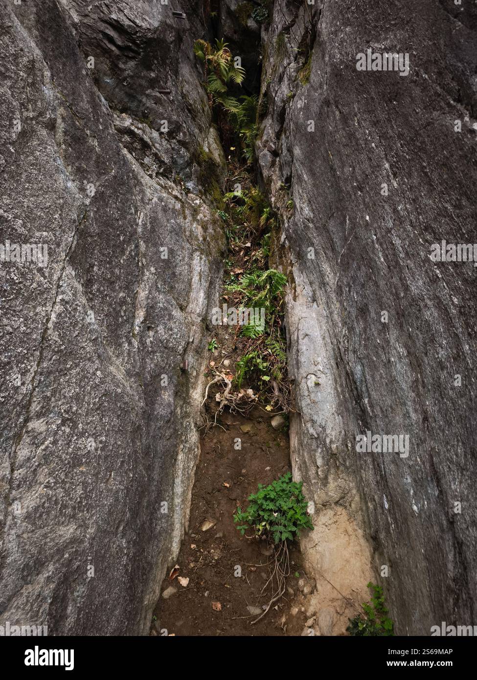 Petites plantes et fougères poussant dans une crevasse étroite entre de grands rochers dans les alpes françaises pendant l'automne Banque D'Images