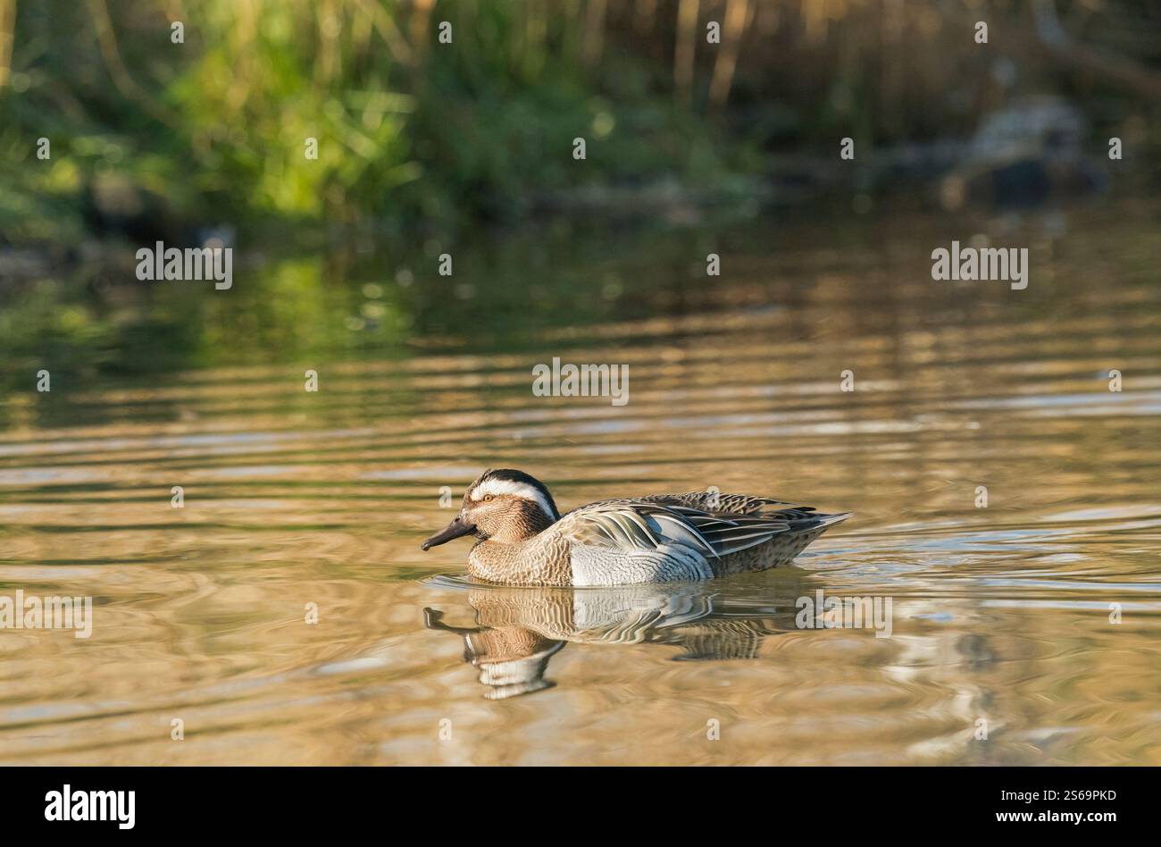 Gargany, Spatula querquedula, drake fin d'hiver sur le lac Gloucestershire Banque D'Images