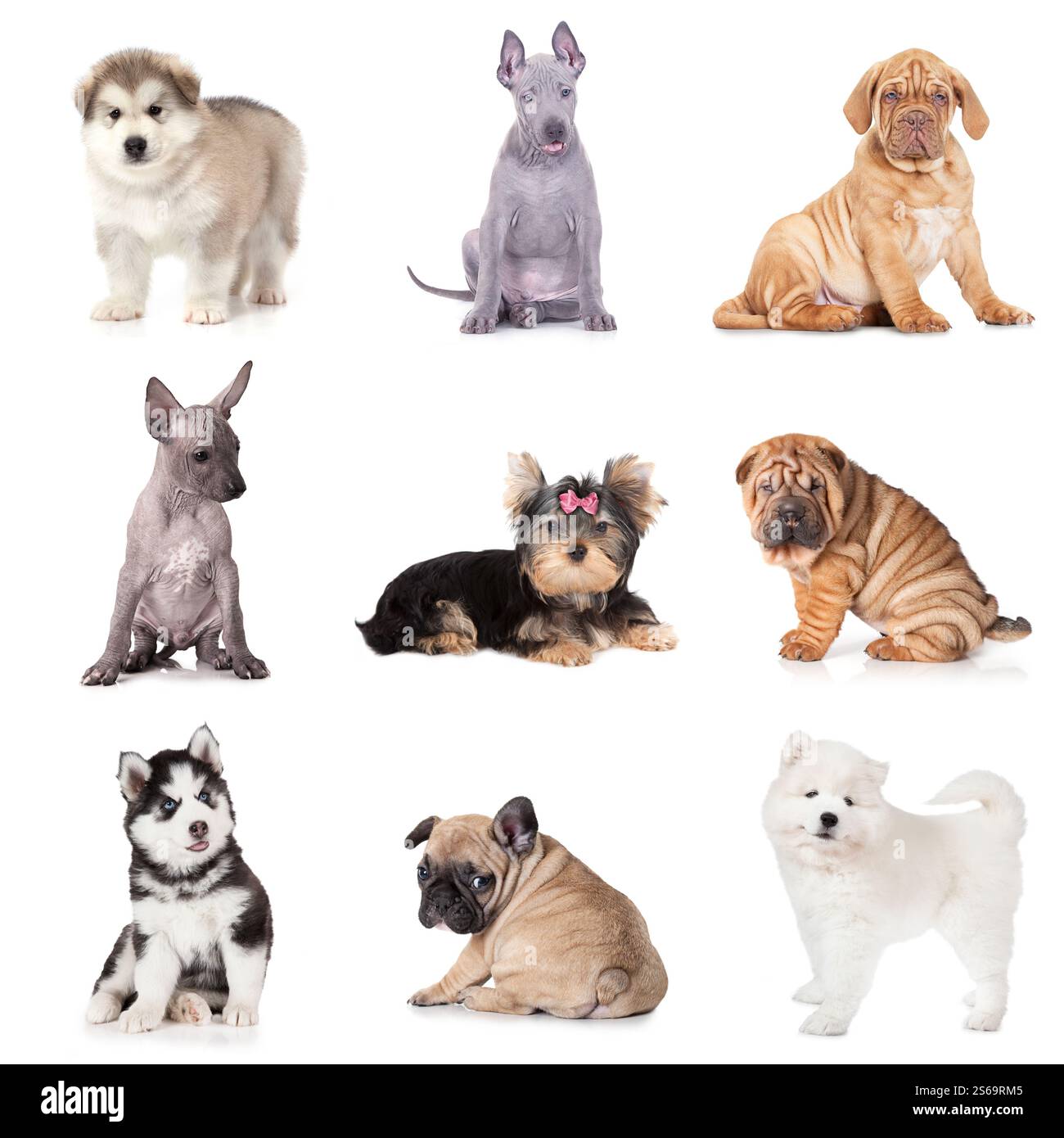 Groupe de chiots de différentes races isolés sur fond blanc Banque D'Images