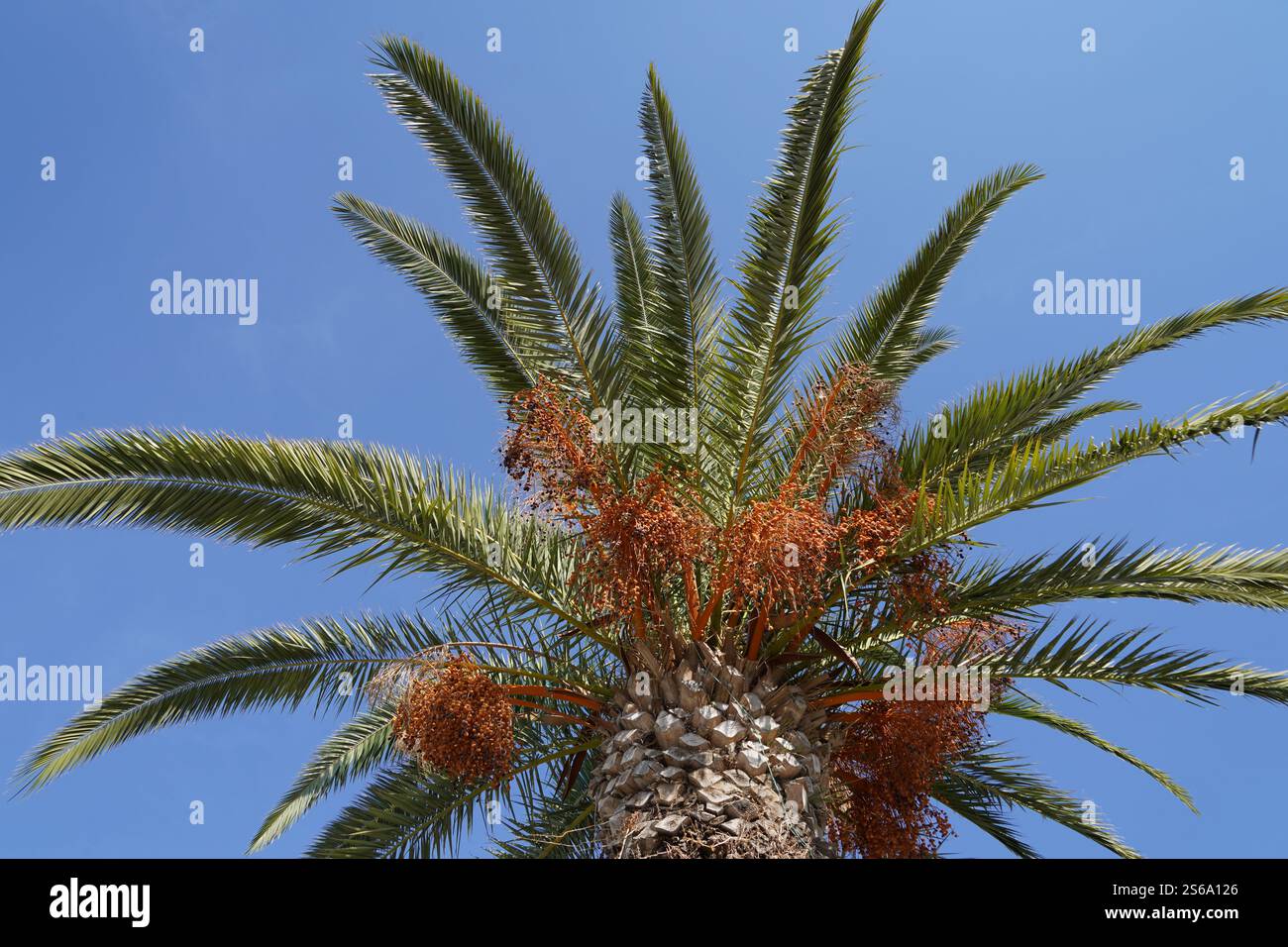 Palmier dattier, en latin appelé Phoenix dactylifera avec des fruits mûrs suspendus. Banque D'Images