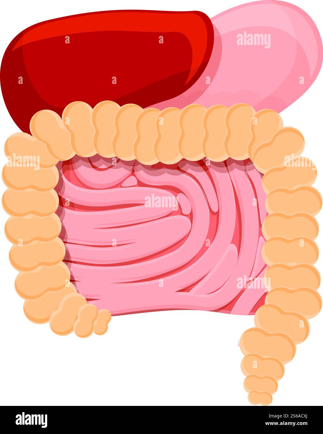 Icône du système de digestion métabolique. Dessin animé de l'icône vectorielle du système de digestion métabolique pour la conception de Web isolé sur fond blanc. Icône du système de digestion métabolique, style de dessin animé Illustration de Vecteur