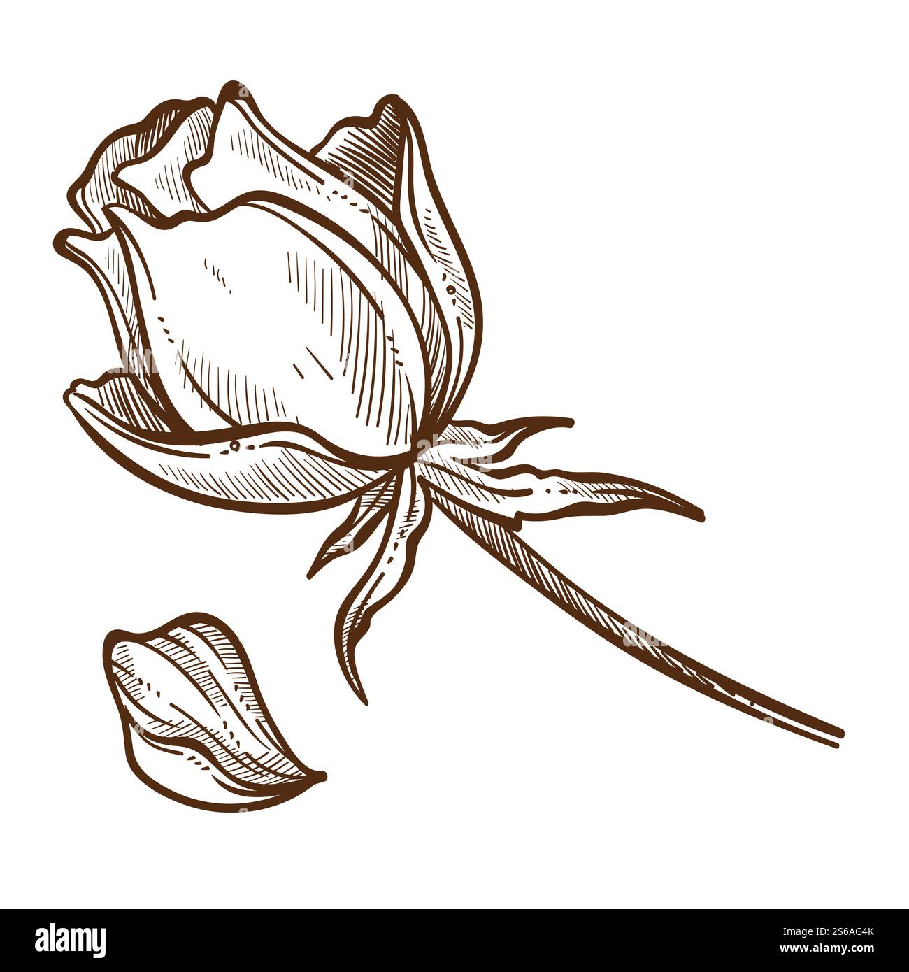 Bourgeon de plante de rose sur tige et pétales isolé croquis vectoriel botanique et florologie culture de cadeau romantique et croissance de la fleur de jardin et des feuilles, dessin de floraison d'élément de nature dessinée et de flore. Fleurs roses plantes isolées bourgeons et pétales de croquis Illustration de Vecteur