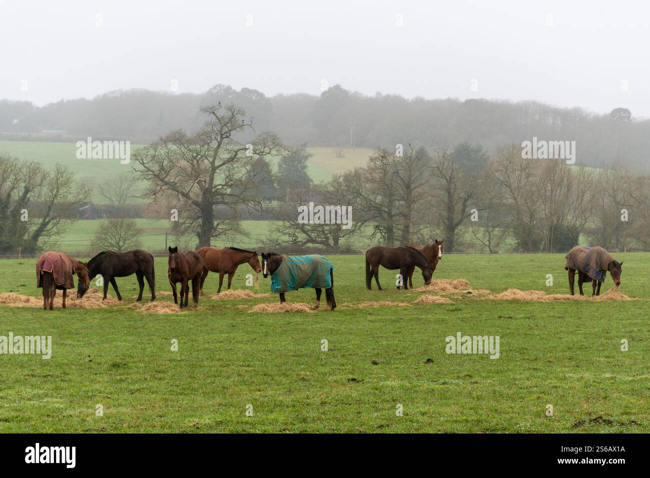 Chevaux mangeant du foin dans un champ pendant l'hiver, Surrey Hills, Angleterre, Royaume-Uni. Alimentation complémentaire ou alimentation des animaux en janvier Banque D'Images