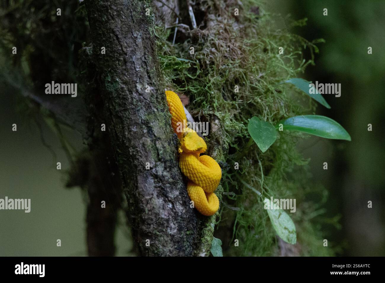 gros plan d'une vipère jaune dans un arbre Banque D'Images