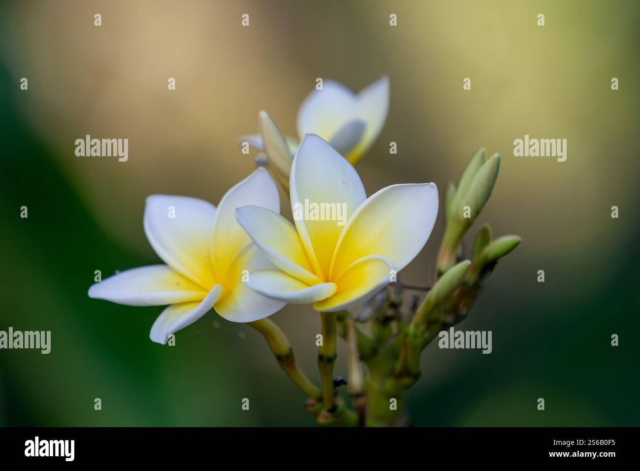 gros plan d'une orchidée blanche et jaune au costa rica dominical Banque D'Images gros plan d'une orchidée blanche et jaune au costa rica dominical Banque D'Images