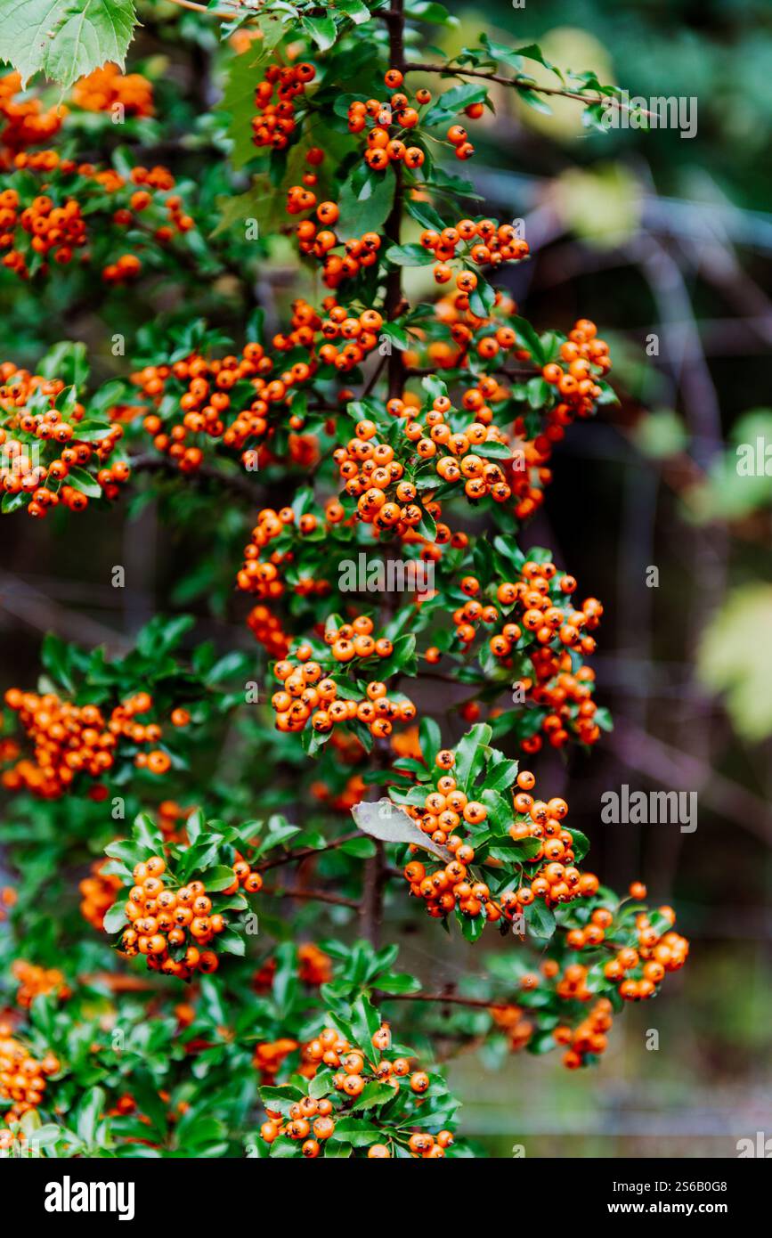 Pyracantha est un genre de grands arbustes épineux de la famille des Rosaceae, avec des noms communs firethorn ou pyracantha. Banque D'Images