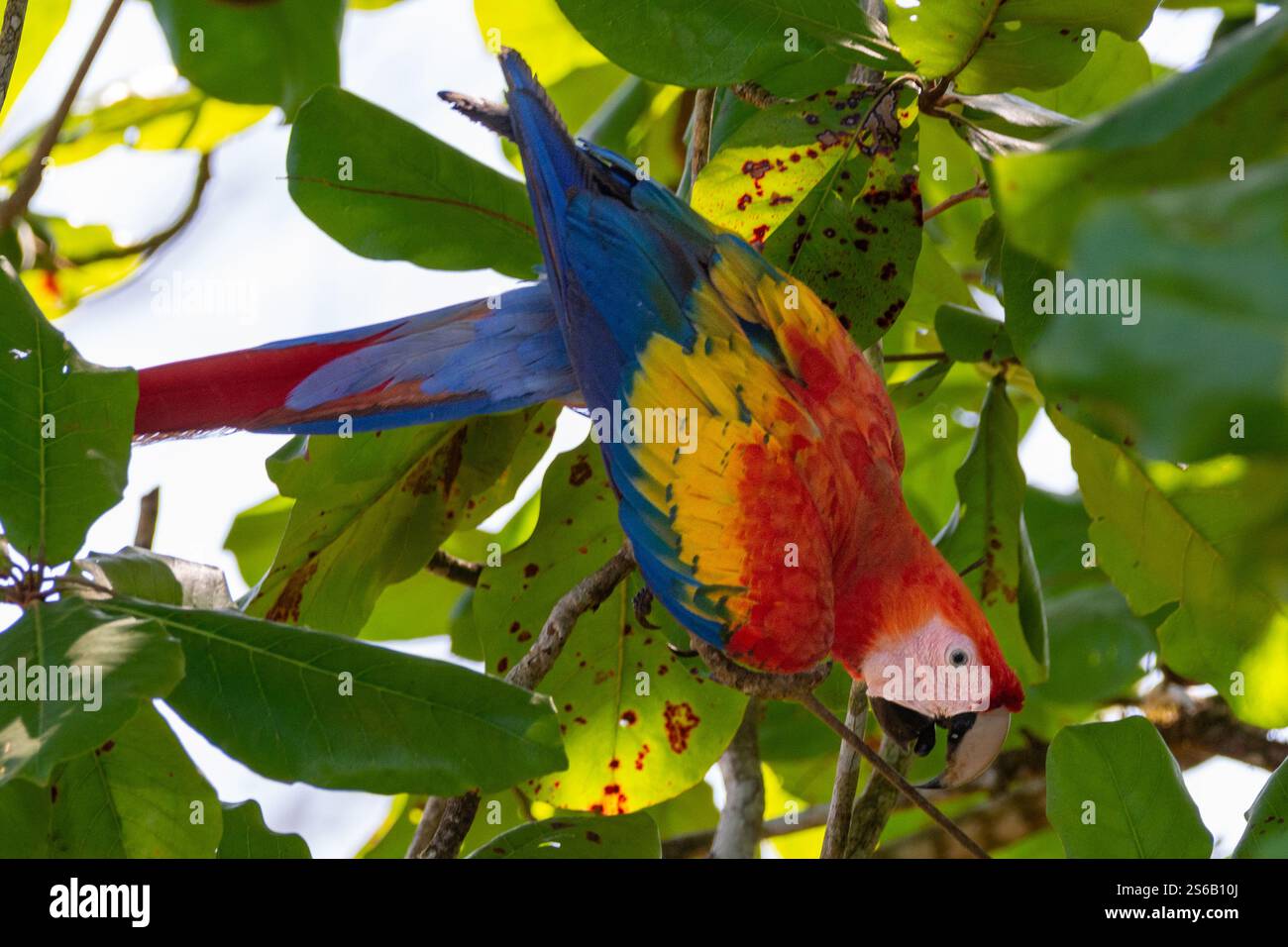 gros plan d'un aras écarlate, ara au bord de la rivière dans le costa rica dominical Banque D'Images