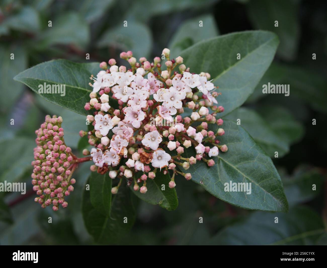 Gros plan d'une grappe de fleurs d'une laurustine (Viburnum tinus L.) parmi les feuilles à Bonn, Allemagne Banque D'Images