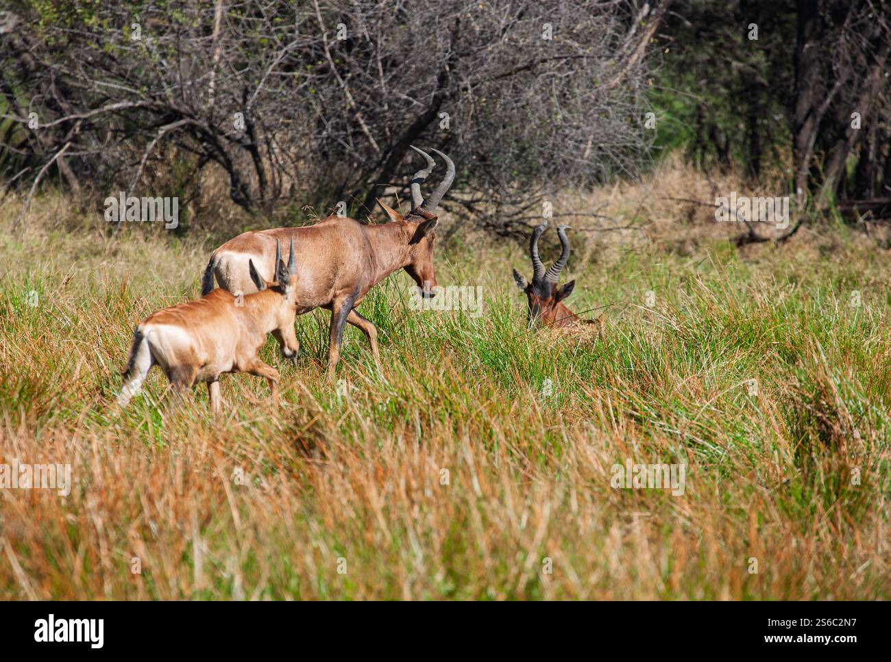 Famille d'antilopes Tsessebe, avec bébé veau, broutant les hautes herbes dans le Bush du Botswana Banque D'Images Famille d'antilopes Tsessebe, avec bébé veau, broutant les hautes herbes dans le Bush du Botswana Banque D'Images