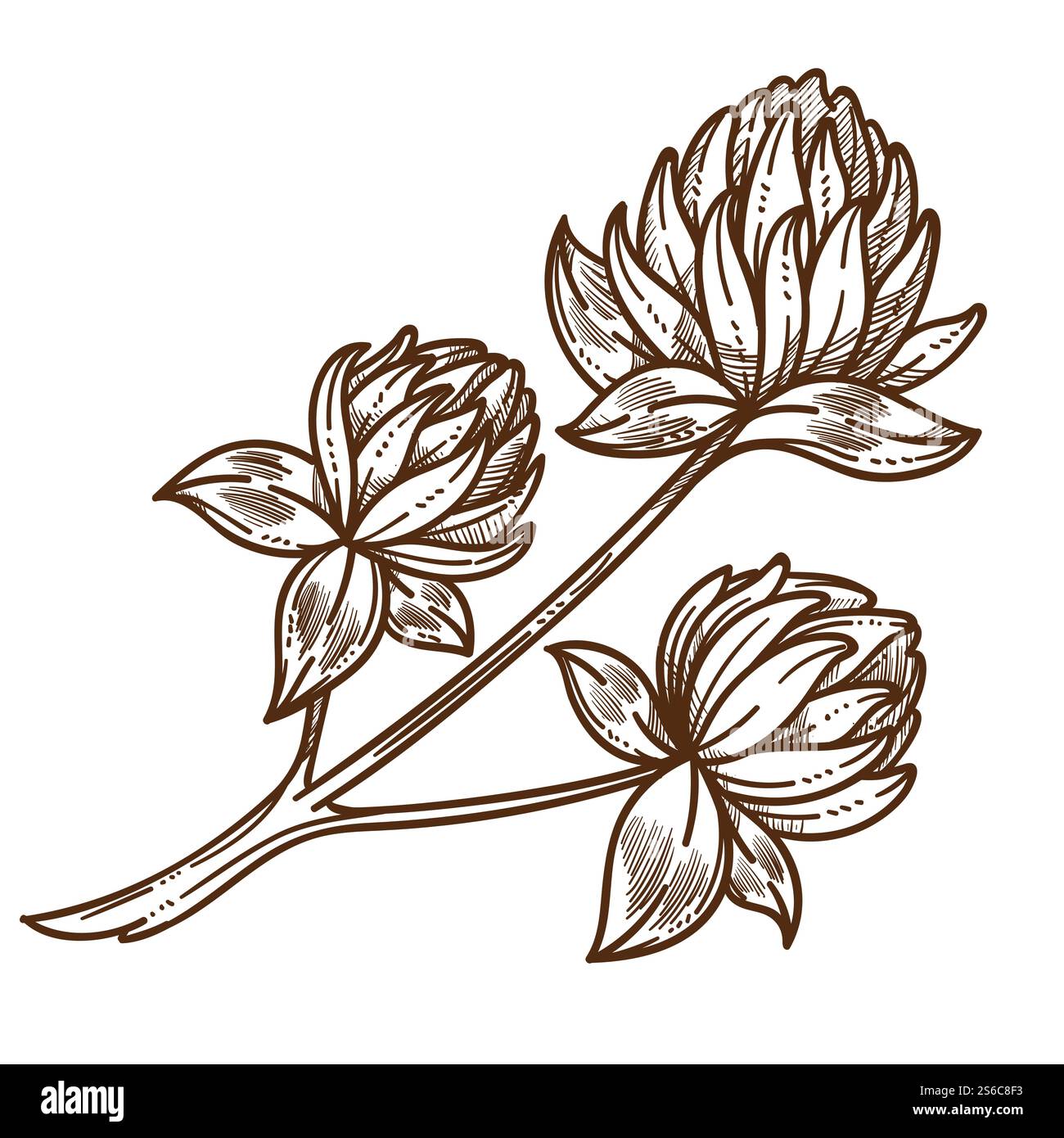 Branche de fleurs de champ sauvage, vecteur d'esquisse isolé de trèfle. Bourgeons avec des feuilles sur la tige, culture et culture de plantes de trèfle, pollen pour les abeilles. Apiculture et rucher, agriculture et jardinage, floraison. Croquis isolé de trèfle ou de trèfle, fleurs des champs sauvages Illustration de Vecteur