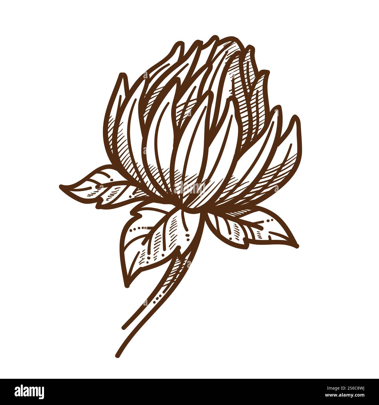 Fleur de champ sauvage, vecteur d'esquisse isolé de trèfle. Bourgeon avec des feuilles sur la tige, culture et culture de plantes de trèfle, pollen pour les abeilles. Apiculture et rucher, agriculture et jardinage, floraison. Trèfle ou trèfle, croquis isolé de fleurs de champ sauvages Illustration de Vecteur