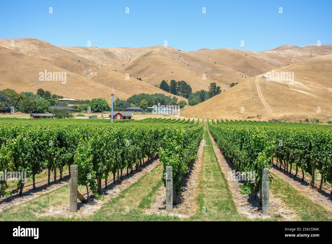 Vignoble avec Wither Hills Behind, Marlborough Wine Trail, Blenheim (Waiharakeke), Marlborough Region, Île du Sud, nouvelle-Zélande Banque D'Images