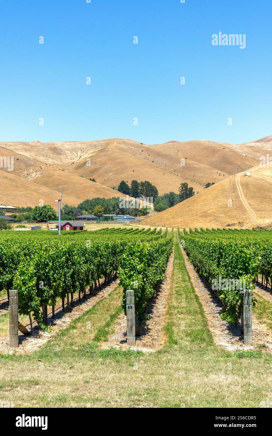 Vignoble avec Wither Hills Behind, Marlborough Wine Trail, Blenheim (Waiharakeke), Marlborough Region, Île du Sud, nouvelle-Zélande Banque D'Images