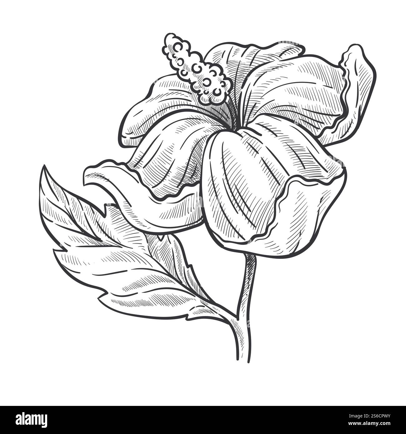 Plante d'hibiscus, bourgeon sur la tige et les feuilles vecteur d'esquisse isolé. Fleur de fleur, botanique et floraison, culture et culture, jardin ou espèces sauvages. Nature dessinée à la main et élément de flore, floraison. Croquis isolé de fleur de rose sauvage ou de plante d'hibiscus Illustration de Vecteur Plante d'hibiscus, bourgeon sur la tige et les feuilles vecteur d'esquisse isolé. Fleur de fleur, botanique et floraison, culture et culture, jardin ou espèces sauvages. Nature dessinée à la main et élément de flore, floraison. Croquis isolé de fleur de rose sauvage ou de plante d'hibiscus Illustration de Vecteur
