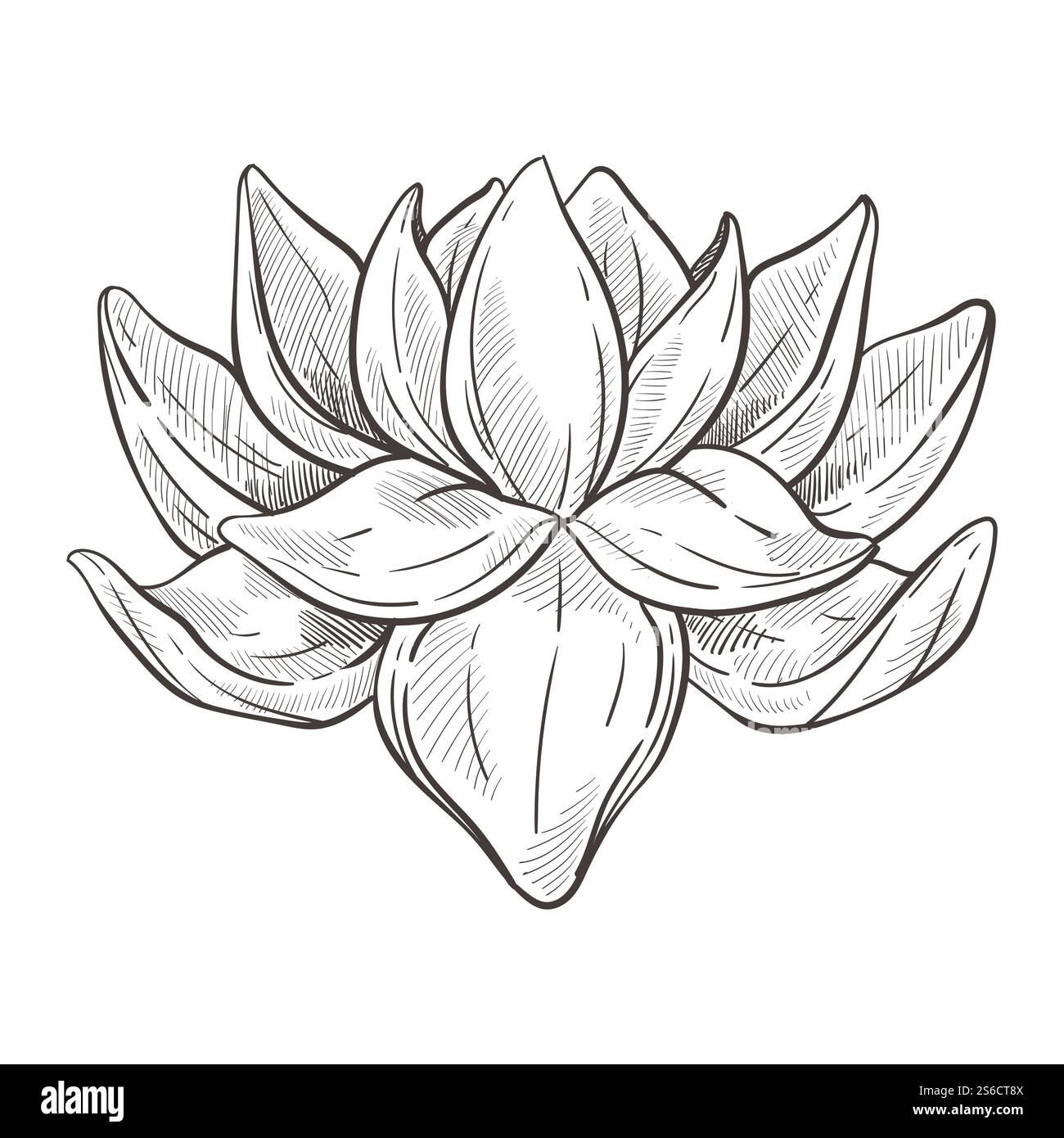 Vecteur d'esquisse isolé de fleur d'eau de Lotus. Bourgeon et pétales, fleur de plante d'eau, spa et symbole de beauté, botanique et flore. Espèces biologiques dessinées à la main, dessin au crayon d'élément de nature oriental. Fleur orientale sauvage ou croquis isolé de fleur de lotus Illustration de Vecteur