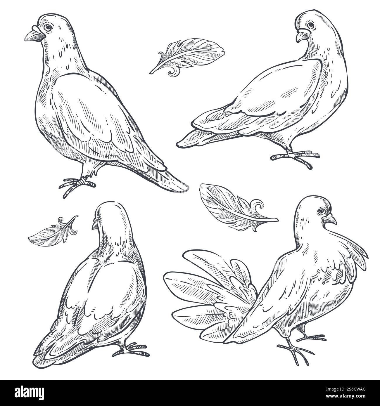 Croquis isolés de pigeon ou de colombe, vecteur de symbole de paix d'oiseau. Animal et plumes, espèces volantes avec des ailes, dessin au crayon de plumage doux. Pureté créature symbolique, bec et griffes, élément de mariage. Croquis isolés de colombe ou de pigeon, symbole de paix d'oiseau Illustration de Vecteur